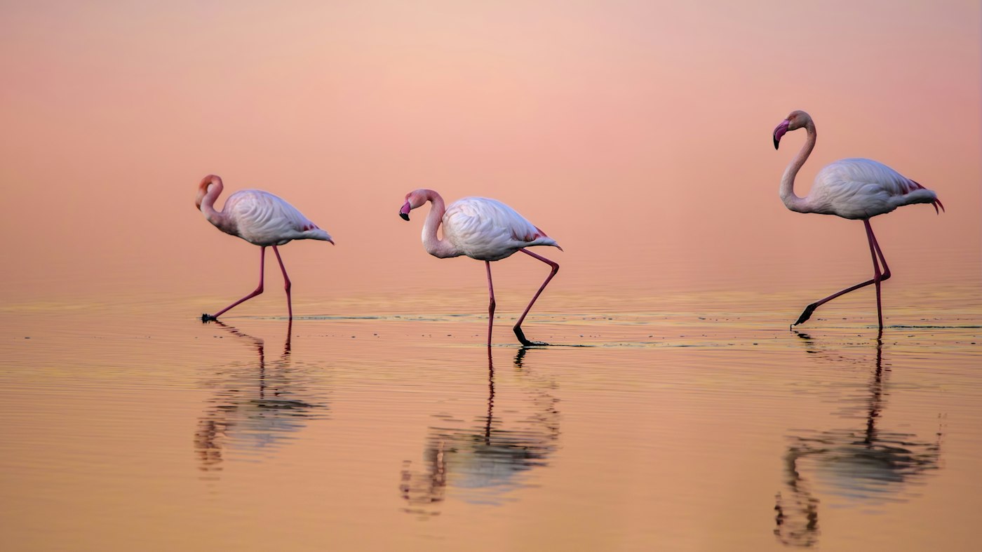Three flamingos wading in shallow water at sunset