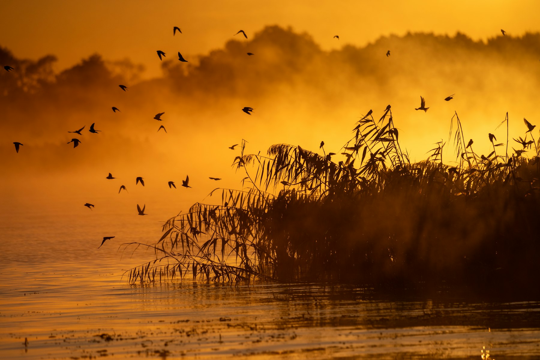 Birds crossing a misty lake near the horizon at golden hour